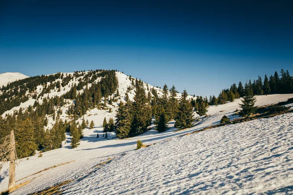 雪の冬の山、針葉樹林、春、雪の牧草地 — ストック写真