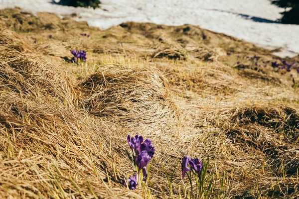 Césped en las montañas con flores de cocodrilo púrpura, primavera — Foto de Stock