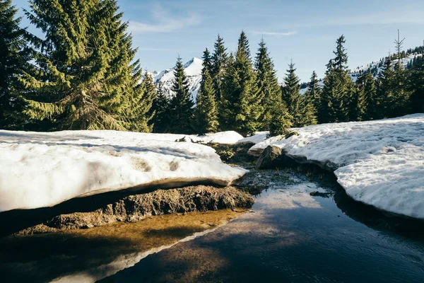 Schneebedeckte Wiese und Frühling in den Bergen Nadelwald, Frühling — Stockfoto