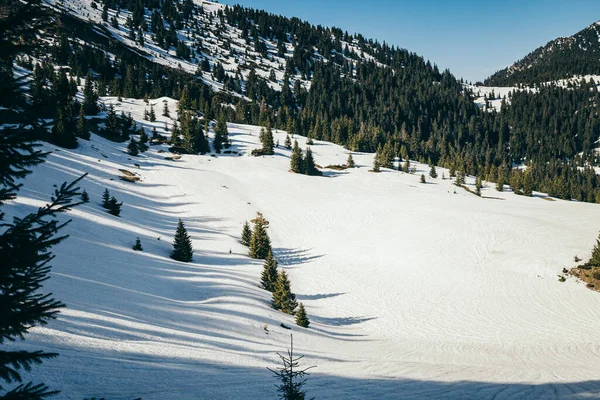 Pradera cubierta de nieve en las montañas, bosque de coníferas, primavera —  Fotos de Stock
