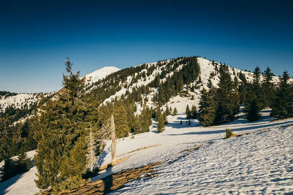 雪、針葉樹林、春、雪の冬の山々帽をかぶったピーク — ストック写真