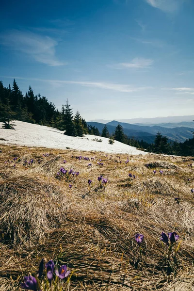 Wiese in den Bergen mit Krokusblüten, Tauwetter im Frühling — Stockfoto