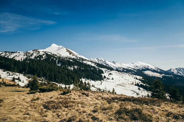 Schneebedeckte Gipfel in den Bergen, Nadelwald, Frühling — Stockfoto