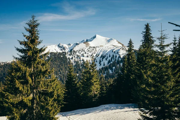 Schneebedeckter Gipfel und Wiese in den Bergen Nadelwald, Frühling — Stockfoto
