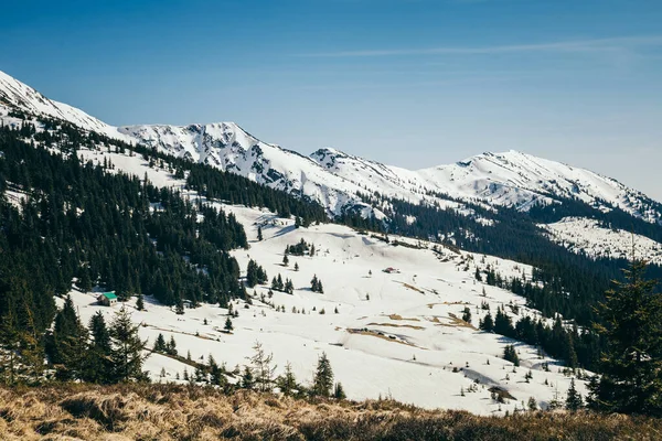 Snötäckta bergstoppar, barrskog, vår Stockbild