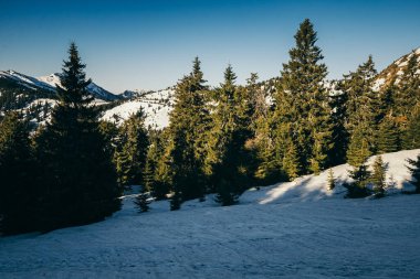 Karda kış dağları, kozalaklı orman, bahar, karlı çayır