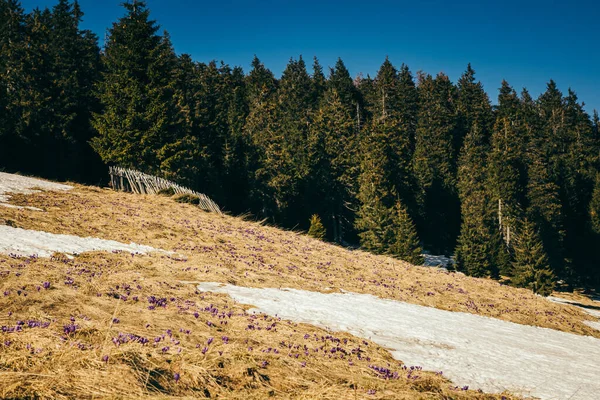 Prado coberto de neve nas montanhas, floresta de coníferas, primavera — Fotografia de Stock