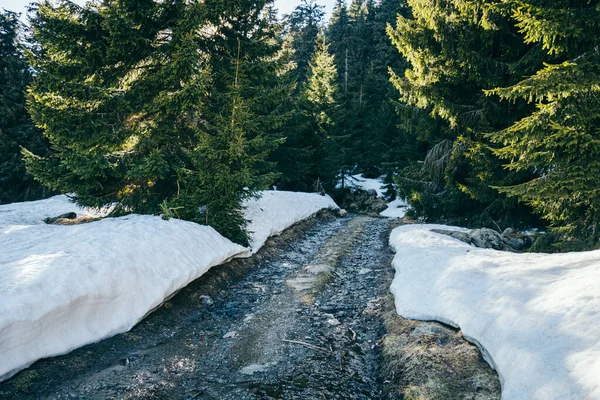 Verschneite Wiese und Straße in den Bergen Nadelwald, Frühling — Stockfoto