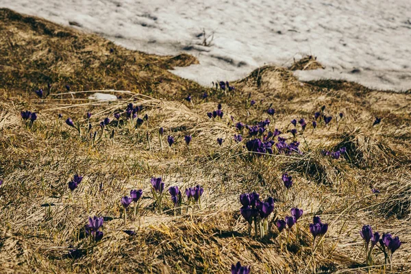 Pradera en las montañas con flores de azafrán, descongelar primavera — Foto de Stock