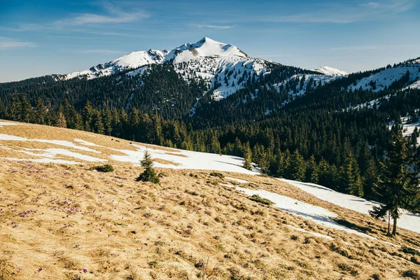 Pico coberto de neve e prado nas montanhas floresta conífera, primavera — Fotografia de Stock