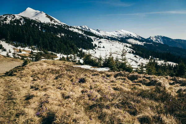 Lila Blumen, schneebedeckter Gipfel in den Bergen auf einem Hintergrund, Frühling — Stockfoto
