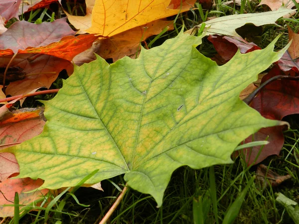 Herbe, nature, rouge, automne, automne, saison — Photo