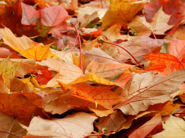 Trawa, natura, czerwony, jesień, jesień, sezon — Zdjęcie stockowe