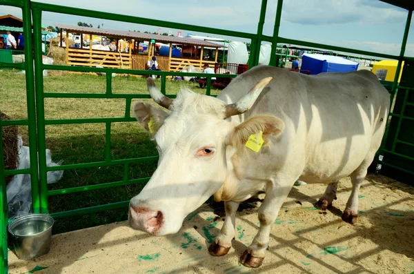 Animals, cow, cattle, animal, agriculture, domestic, farm, pets, rural, bull, summer — Stock Photo, Image