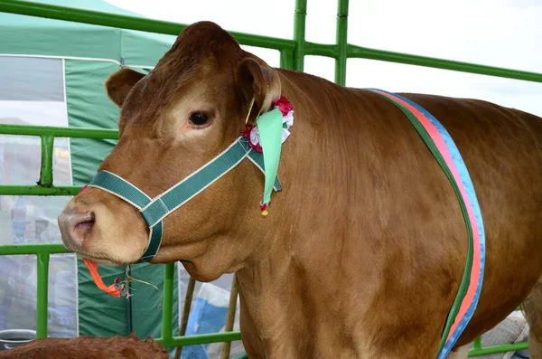 Animals, cow, cattle, animal, agriculture, domestic, farm, pets, rural, bull, summer — Stock Photo, Image