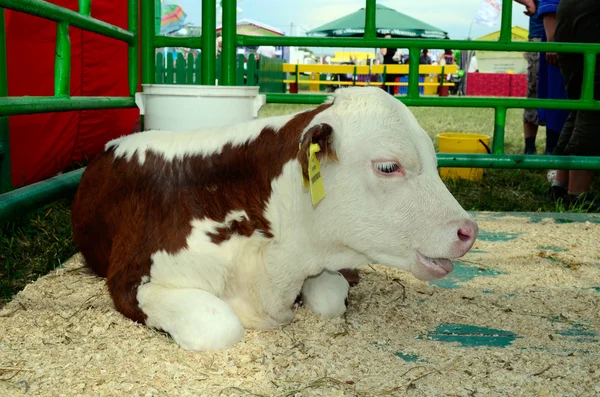 Animals, cow, cattle, animal, agriculture, domestic, farm, pets, rural, bull, summer — Stock Photo, Image