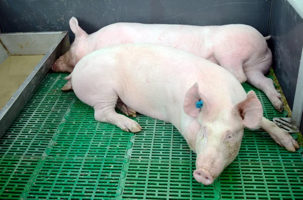 Animals, farm, pig, domestic, animal, pets, pink, mammal, mammals, snout, pigpen, head, dirty — Stock Photo, Image