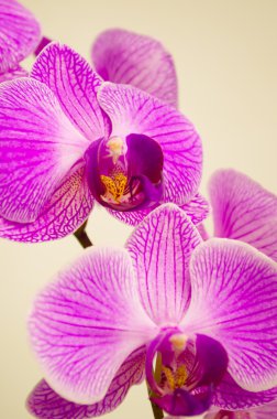 kwiaty, kwiat orchidei, na białym tle, natura, roślina, Płatek