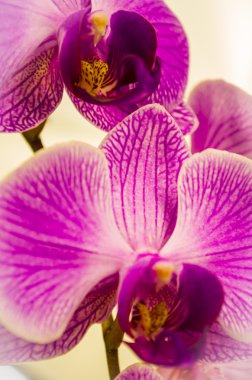 kwiaty, kwiat orchidei, na białym tle, natura, roślina, Płatek