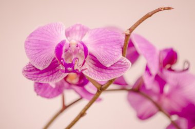 kwiaty, kwiat orchidei, na białym tle, natura, roślina, Płatek