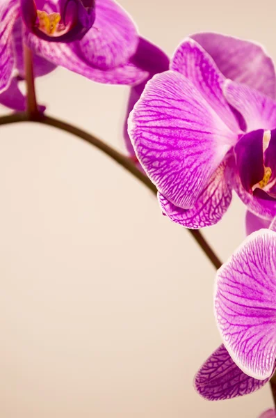 Flowers, orchid, isolated, flower, nature, plant, petal — Stock Photo, Image