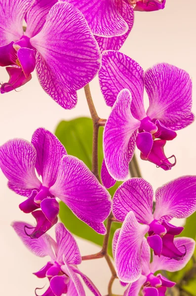 Flowers, orchid, isolated, flower, nature, plant, petal — Stock Photo, Image