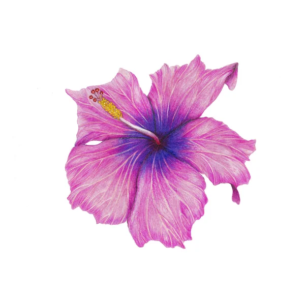 Hibiscus — Stockfoto