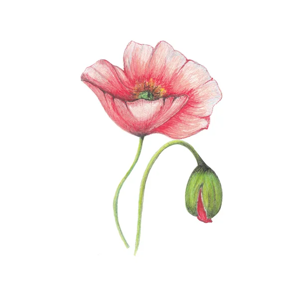 Papaver — Stockfoto