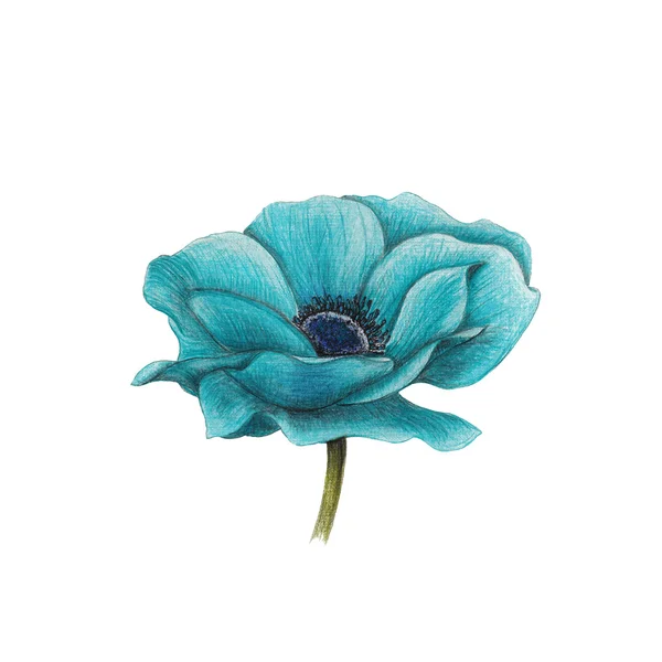 Anemone blu — Foto Stock