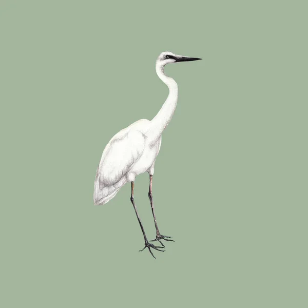 Hand Drawn Isolated Illustration Swamp Bird — Stock Photo, Image