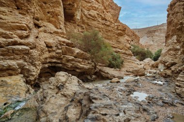 Ein Bokek deresi İsrail 'deki Yahudi çölünde