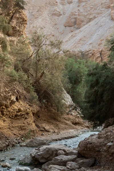 Creek Ein Bokek Juudean Autiomaassa Israelissa — kuvapankkivalokuva