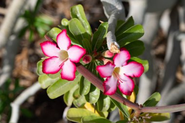 Adenyum güzel kırmızı çiçekler açık hava botanik bahçesinde yetişir.