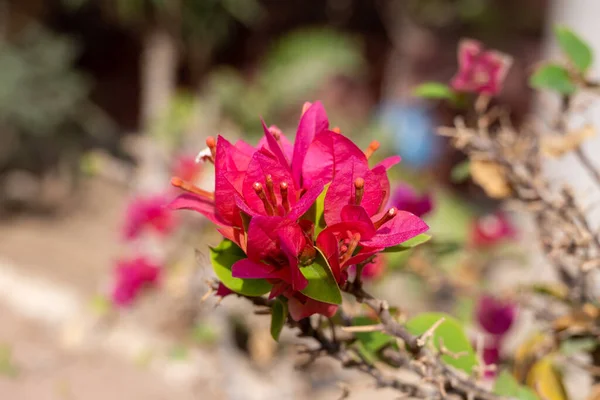 ブーゲンビリアピンクピクシー バリエガタ花の観賞植物クローズアップ — ストック写真