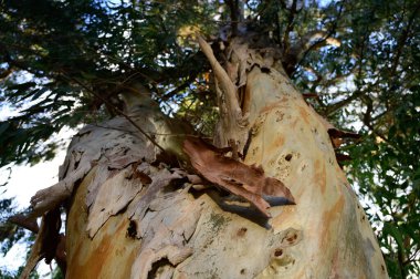 Güneşli bir günde parkta çok büyük okaliptüs ağaçları.
