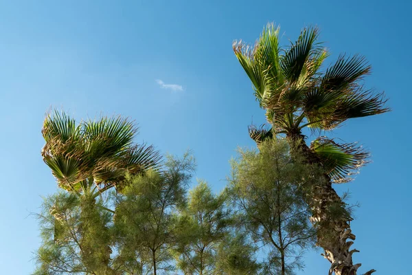 青い空の風を背景にヤシの木が近づいてくる — ストック写真