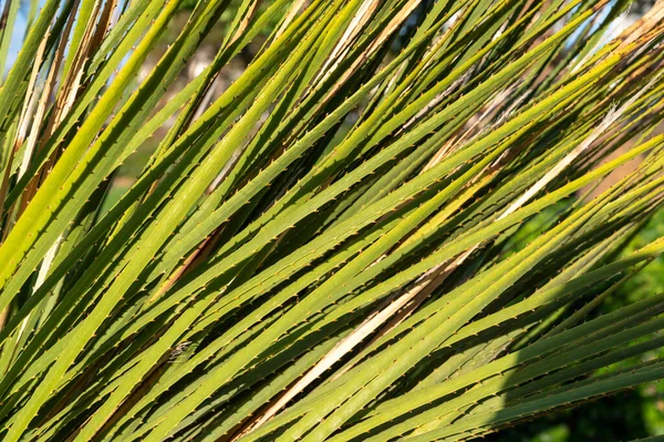 Dasylirion Genus North American Plants Family Asparagus Native Mexico Close — Stock Photo, Image