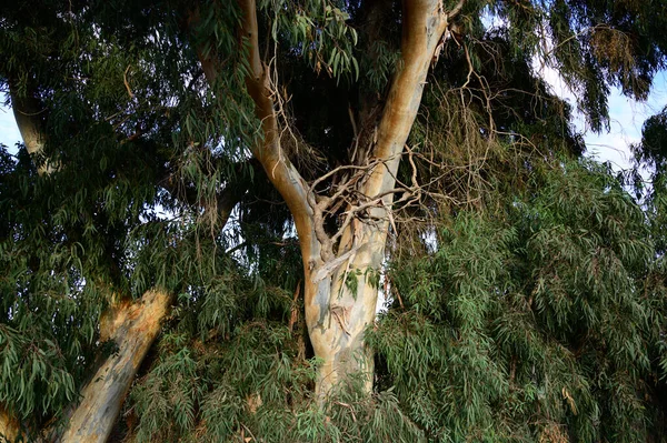晴れた日の終わりに公園内の非常に大きなユーカリの木 — ストック写真