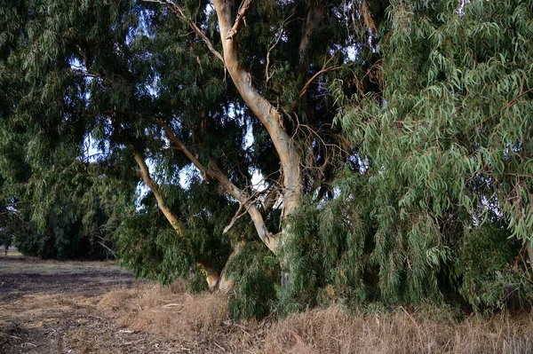 Mycket Stora Eukalyptus Träd Parken Solig Dag Närbild — Stockfoto