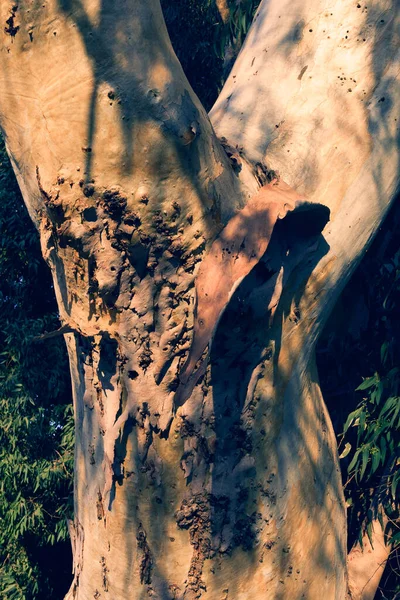 Bardzo Duże Drzewa Eukaliptusowe Parku Słoneczny Dzień Zbliżenie — Zdjęcie stockowe