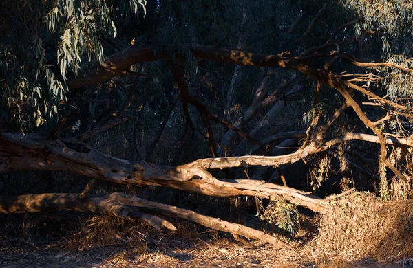 Güneşli Bir Günde Parkta Çok Büyük Okaliptüs Ağaçları — Stok fotoğraf