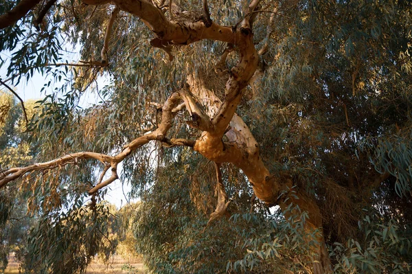 Большие Эвкалиптовые Деревья Парке Солнечный День Крупным Планом — стоковое фото
