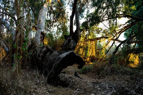 Güneşli Bir Günde Parkta Çok Büyük Okaliptüs Ağaçları — Stok fotoğraf