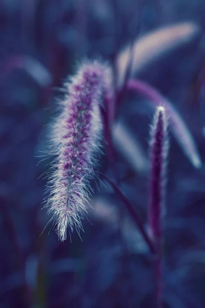 Belo Campo Púrpura Branco Gramíneas Fonte Pennisetum Advena Rubrum Close — Fotografia de Stock