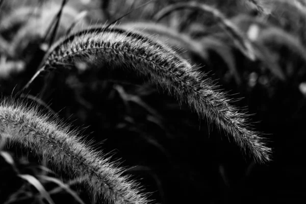 아름다운 검은색 하얀색이 어우러진 풀이나 Pennisetum Advena Rubrum 가까이 — 스톡 사진