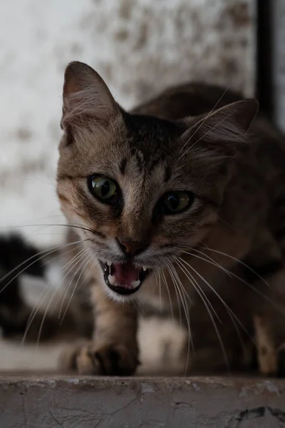 Portrait Angry Cat Yard Close — Stock Photo, Image