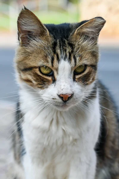 Retrato Gato Sentado Jardim Close — Fotografia de Stock