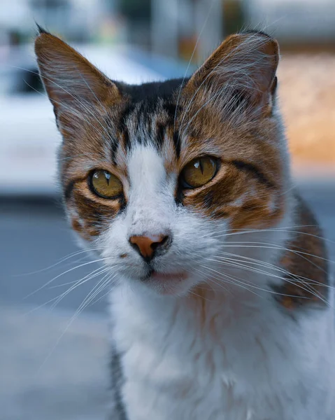 Retrato Gato Sentado Jardim Close — Fotografia de Stock