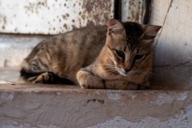 Kedi beton bir korkulukta yatıyor.