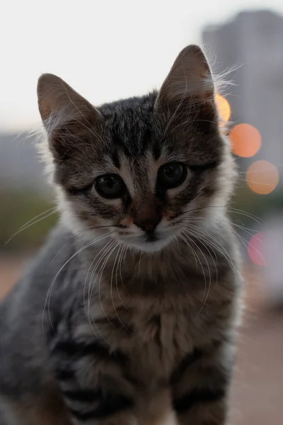 Retrato Gatito Sentado Calle Cerca —  Fotos de Stock